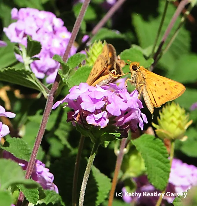 Courtship in the lantana: fourth photo in a series of four. (Photo by Kathy Keatley Garvey)