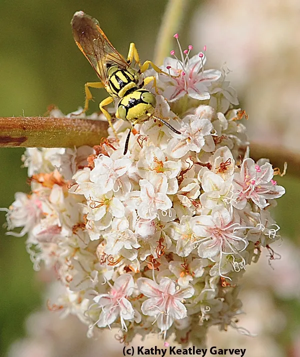 Close-up of beewolf head. (Photo by Kathy Keatley Garvey)