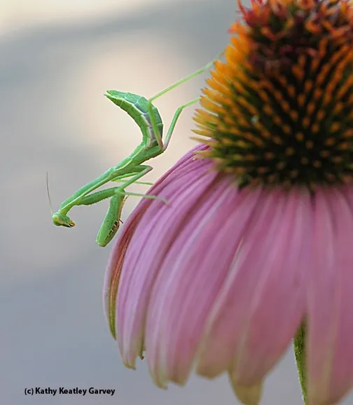 Maybe hunting is better on the other side? (Photo by Kathy Keatley Garvey)