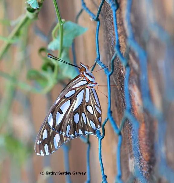 Newly emerged Gulf Fritillary butterfly hangs on the fence. (Photo by Kathy Keatley Garvey)