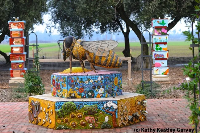 Worker bee sculpture, "Miss Bee Haven," by Donna Billick of Davis, co-founder and co-director of the UC Davis Art/Science Fusion. This anchors the Haagen-Dazs Honey Bee Haven at UC Davis. (Photo by Kathy Keatley Garvey)