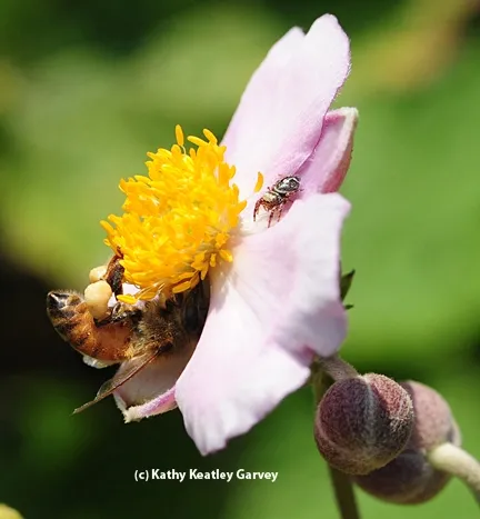 This was a perfect time for the jumping spider to nail the bee, but it didn't. (Photo by Kathy Keatley Garvey)