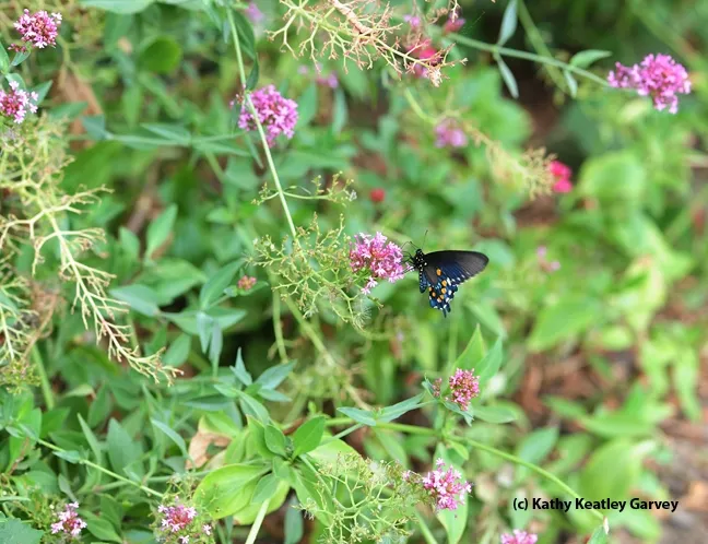 Jupiter's Beard and a single pipevine swallowtail. (Photo by Kathy Keatley Garvey)