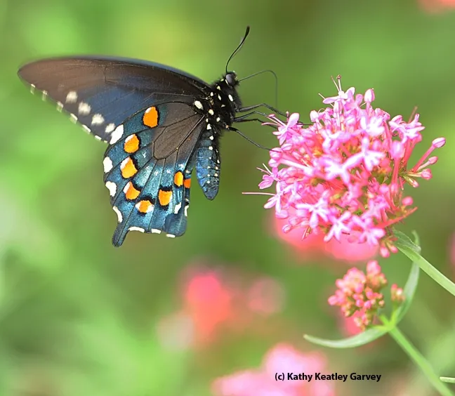 Close-up of pipevine swallowtail, Battus philenor, on Jupiter's Beard. (Photo by Kathy Keatley Garvey)