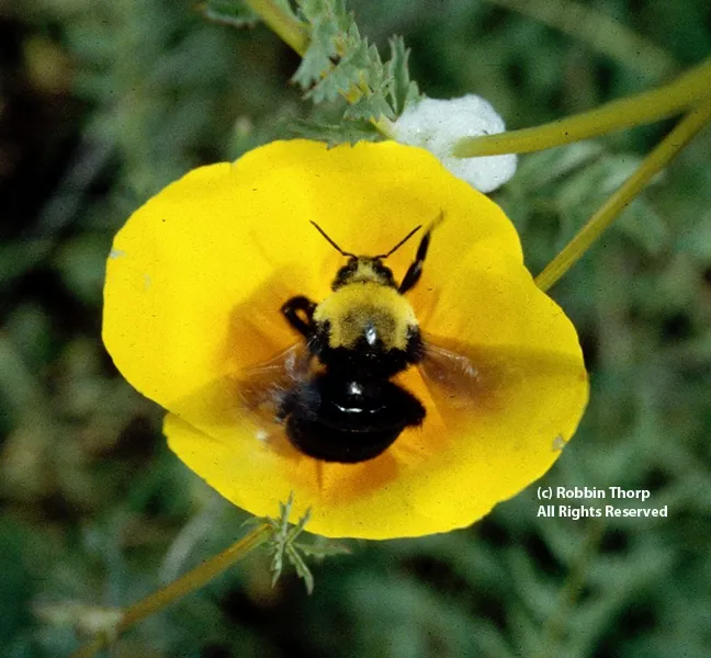 This macro image of Franklin's bumble bee is the work of Robbin Thorp.