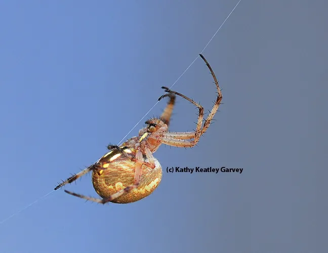 Western spotted orb weaver patrolling its web. (Photo by Kathy Keatley Garvey)