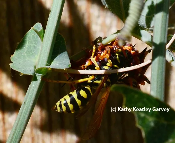 A European paper wasp attacks a Gulf Fritillary caterpillar. (Photo by Kathy Keatley Garvey)