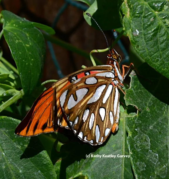 Gulf Fritillary slightly opens its wings. (Photo by Kathy Keatley Garvey)