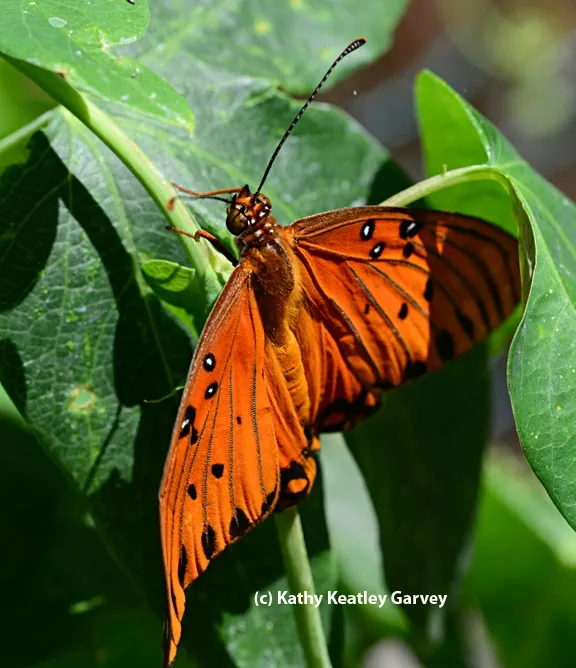 First opening of the wings. (Photo by Kathy Keatley Garvey)