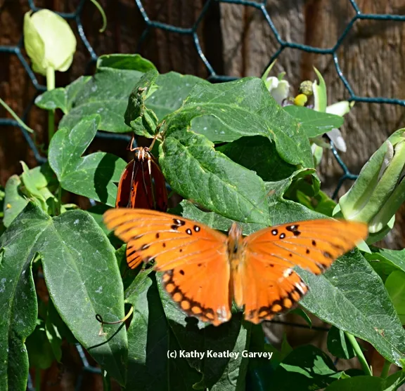 Another butterfly comes down to investigate. (Photo by Kathy Keatley Garvey)
