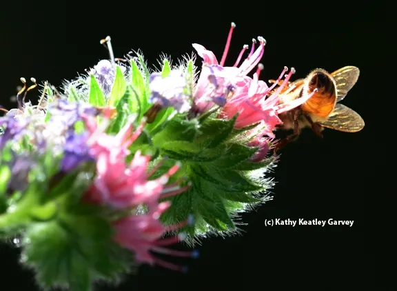 This is the end. (Photo by Kathy Keatley Garvey)