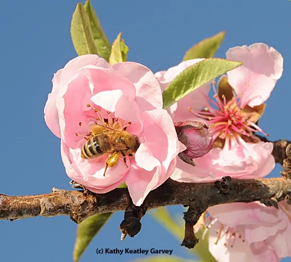 Honey bee pollinating nectarine blossoms. (Photo by Kathy Keatley Garvey)