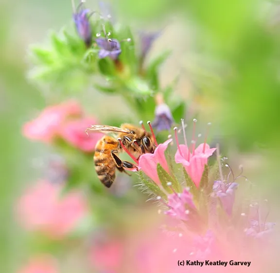 Honey bee on a tower of jewels, Echium wildpretii. (Photo by Kathy Keatley Garvey)