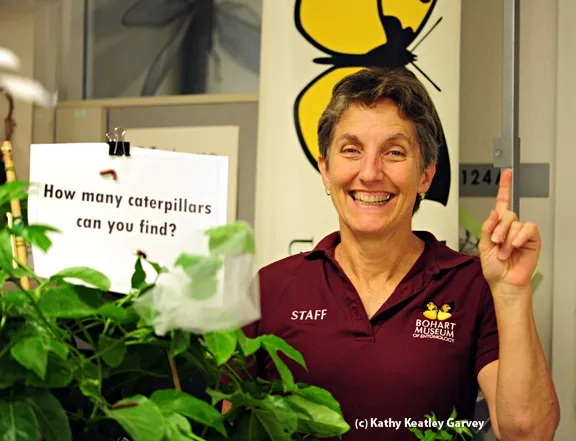 Lynn Kimsey, director of the Bohart Museum of Entomology and professor of entomology at UC Davis, holds up a finger to designate "One caterpillar." (Photo by Kathy Keatley Garvey)