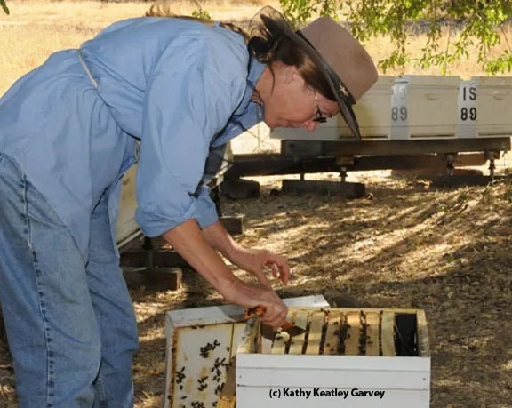 "Queen of the Queen Bees" Susan Cobey checking the hives at UC Davis. (Photo by Kathy Keatley Garvey