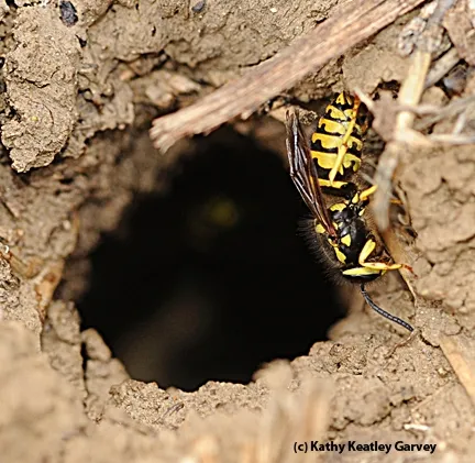A yellowjacket entering its nest at an apiary. (Photo by Kathy Keatley Garvey)