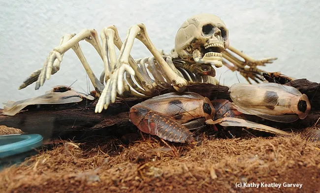 Skull shares the habitat of the giant cave cockroah (Blaberus gigante). (Photo by Kathy Keatley Garvey)