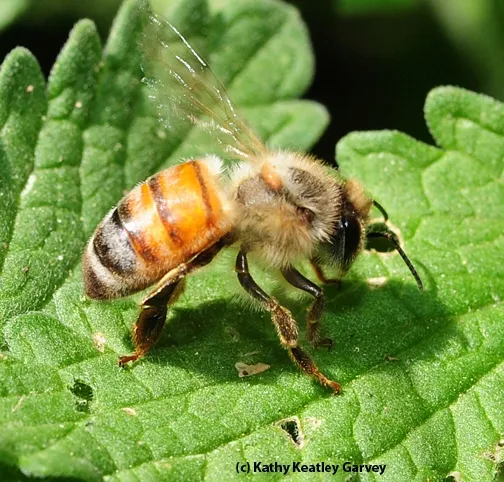 This honey bee is doing poorly. (Photo by Kathy Keatley Garvey)