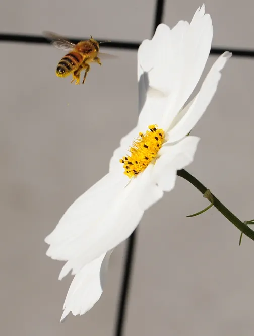 Honey bee packing pollen, up, up and away. (Photo by Kathy Keatley Garvey)