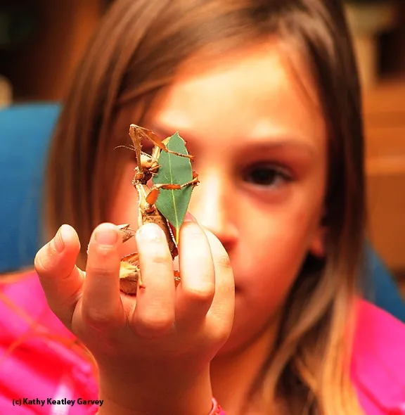 Mollie Bressler, 10, of Vacaville feeds a leaf to a walking stick. (Photo by Kathy Keatley Garvey)