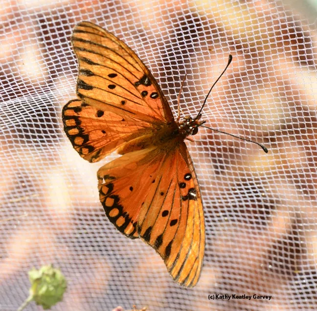 A newly emerged Gulf Fritillary, Agraulis vanillae. (Photo by Kathy Keatley Garvey)