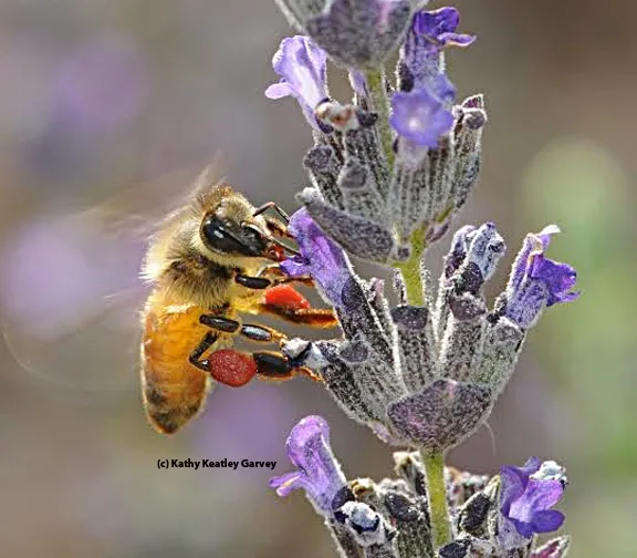 Honey bee with red pollen (from neighboring rock purslane) sipping nectar from lavender. (Photo by Kathy Keatley Garvey)