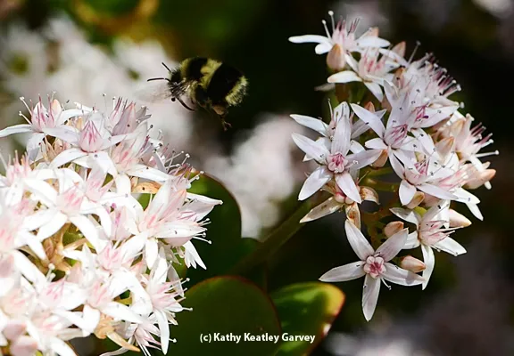 Black-tailed bumble bee targeting jade. (Photo by Kathy Keatley Garvey)