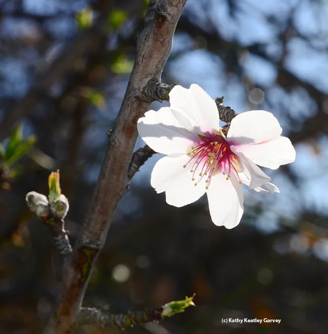 A solo almond blossom blooming Jan. 5, 2014 in Benicia. (Photo by Kathy Keatley Garvey)