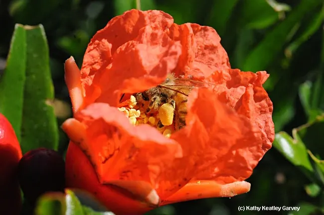 Now that's a load of pollen! Honey bee inside a pomegranate blossom. (Photo by Kathy Keatley Garvey