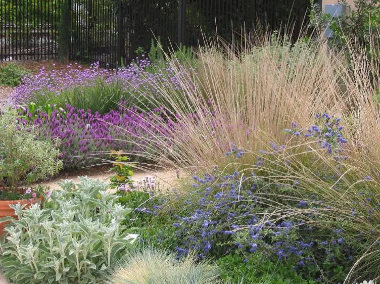 Water-efficient plants. Click to enlarge.