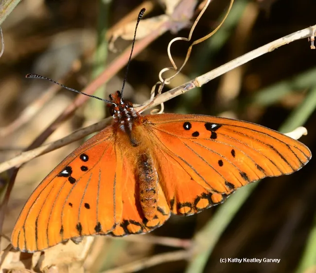 A Gulf Fritillary spotted Feb. 17 near downtown Vacaville, Solano County. (Photo by Kathy Keatley Garvey)