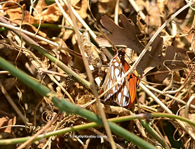 Another Gulf Frit on a passionflower vine on Feb. 17 near downtown Vacaville. (Photo by Kathy Keatley Garvey)