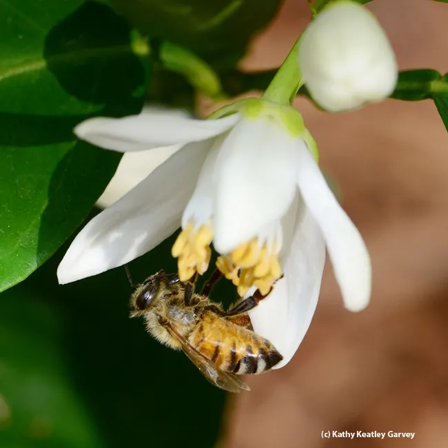 Close-up of honey bee on an orange blossom. (Photo by Kathy Keatley Garvey)