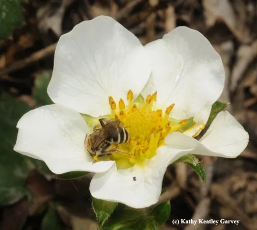 Female of the genus Andrena (Andrenidae) probably Andrena angustitarsata, as identified by Robbin Thorp.  This is a native, solitary, ground nesting bee. (Photo by Kathy Keatley Garvey)