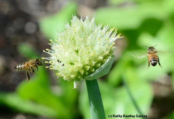 Honey bees circling the "globe" (onion umbel). (Photo by Kathy Keatley Garvey)