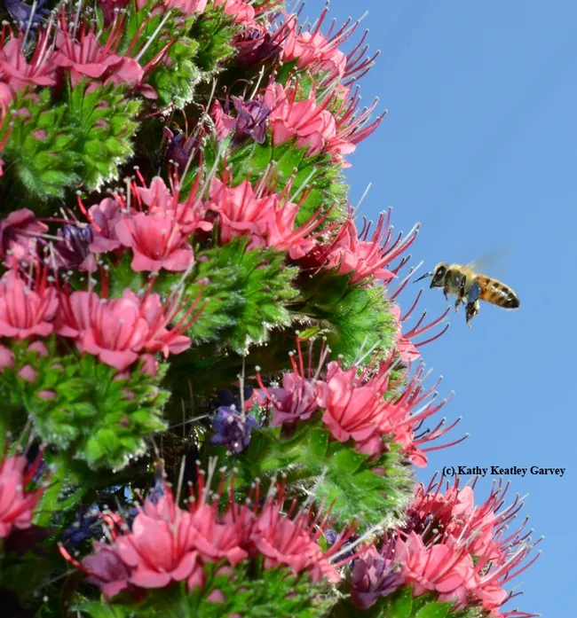 Honey bee packing a load of blue pollen heading for the tower of jewels, Echium wildpretii. (Photo by Kathy Keatley Garvey)