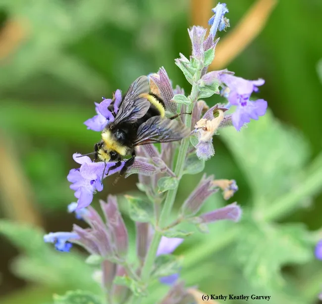 Yellow-faced bumble bee (Bombus vosnesenskii) on catmint. (Photo by Kathy Keatley Garvey)