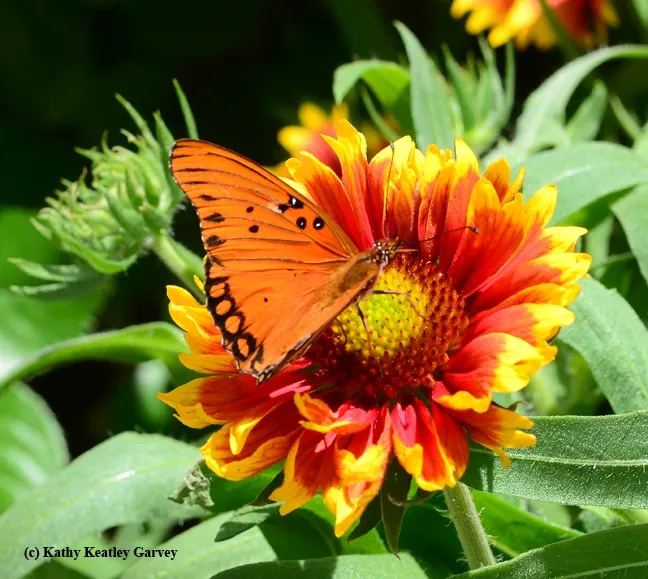 Getting ready for takeoff. (Photo by Kathy Keatley Garvey)