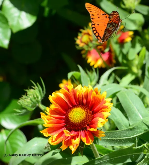 And away it goes! (Photo by Kathy Keatley Garvey)