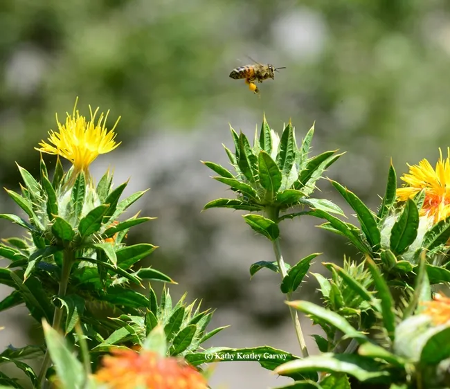Honey bee loaded with pollen heading home. (Photo by Kathy Keatley Garvey)