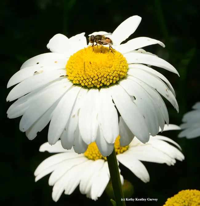 A drone fly, Eristalis tenax, on a Shasta daisy at the Luther Burbank Home and Gardens. (Photo by Kathy Keatley Garvey)