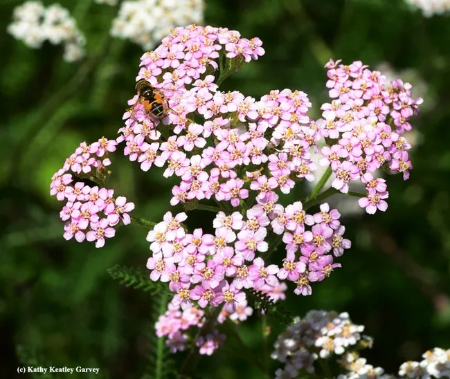 A drone fly, Eristalis tenax, on yarrow at the Luther Burbank Home and Gardens. (Photo by Kathy Keatley Garvey)