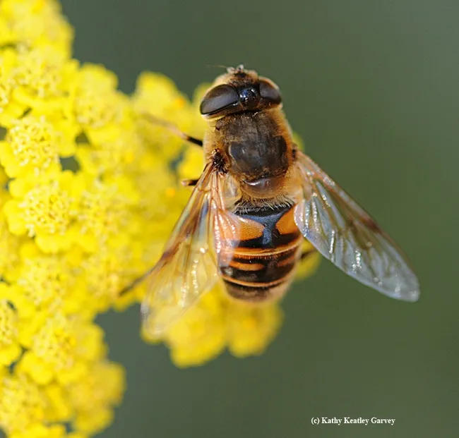 Close-up of a drone fly, Eristalis tenax. (Photo by Kathy Keatley Garvey)