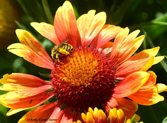 A sunflower bee (Melissodes agilis) forages on a blanket flower (Gallardia). (Photo by Kathy Keatley Garvey)