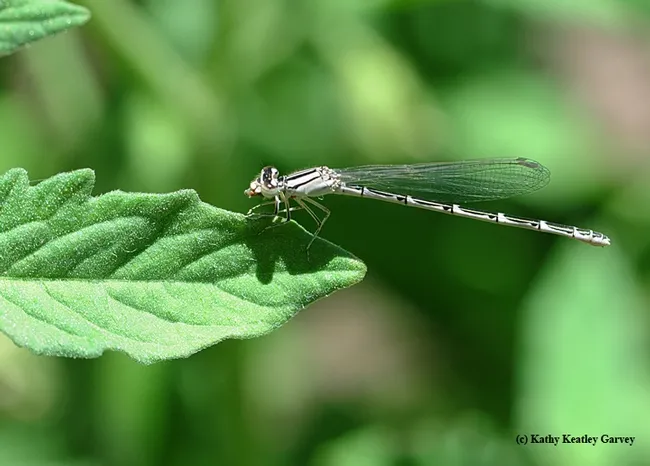 Damselfly on a leaf in the late afternoon. (Photo by Kathy Keatley Garvey)