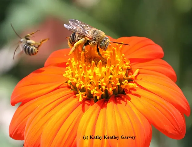 Melissodes agilis (left) goes sprawling. (Photo by Kathy Keatley Garvey)