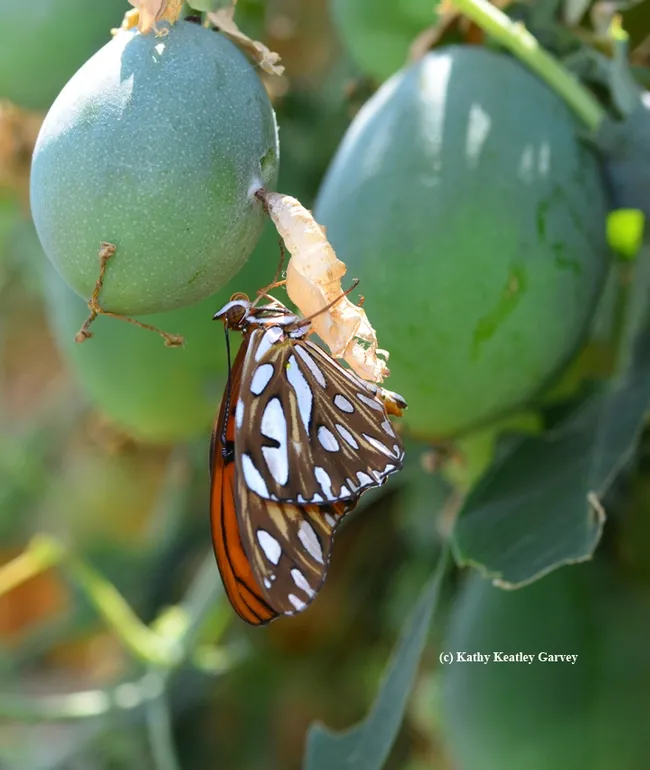 A newly emerged Gulf Fritillary. (Photo by Kathy Keatley Garvey)