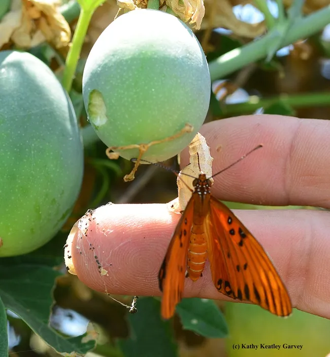 Bohart Museum volunteer Greg Kareofelas cradles the newly emerged Gulf Frit. (Photo by Kathy Keatley Garvey)