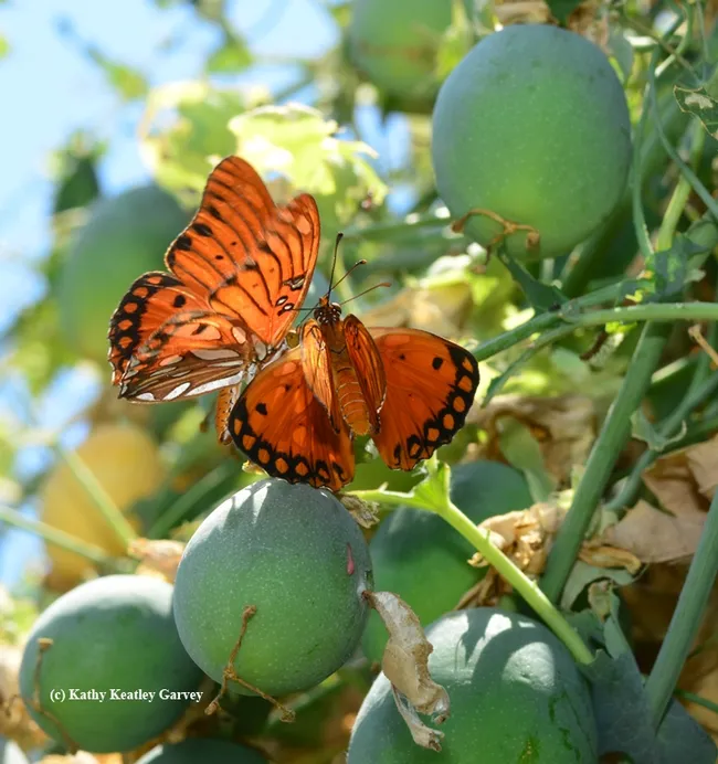 A suitor arrives on the scene. (Photo by Kathy Keatley Garvey)