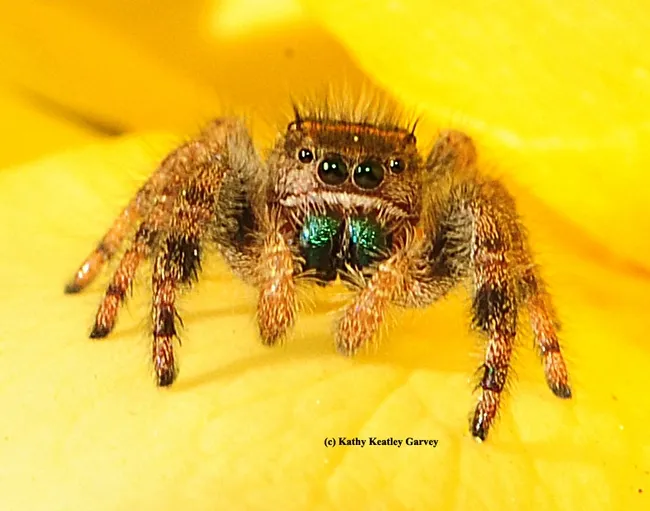 The eyes have it. (Photo by Kathy Keatley Garvey)